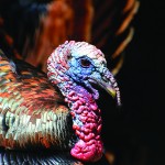 Turkey hunting has increased in popularity over the past few years