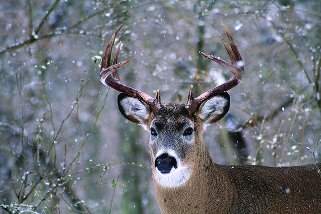 Portrait of a whitetail buck