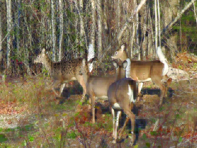 This is perfect whitetail habitat, so typical of WMD 23