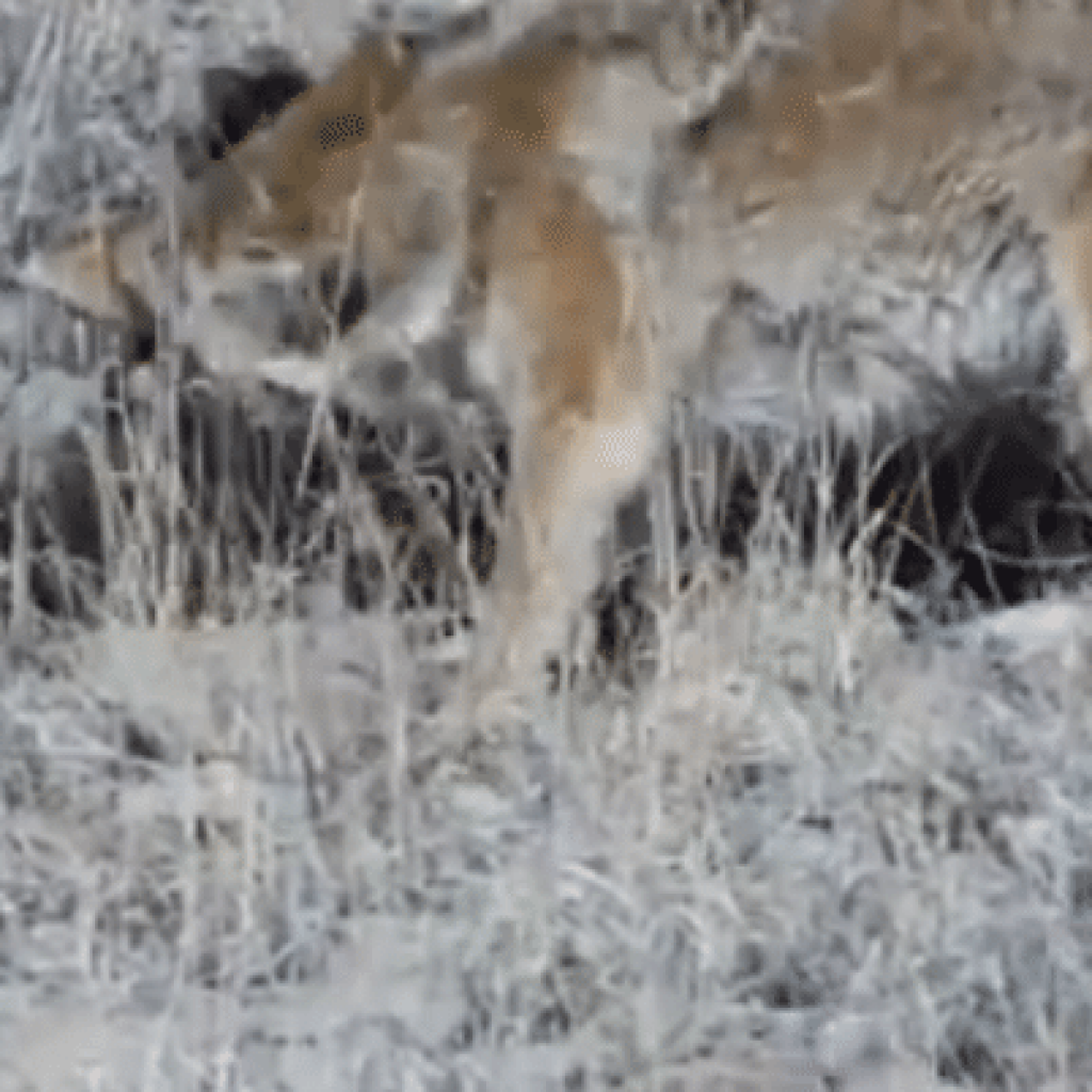 mountain lion vs coyote